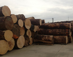 Sitka spruce logs